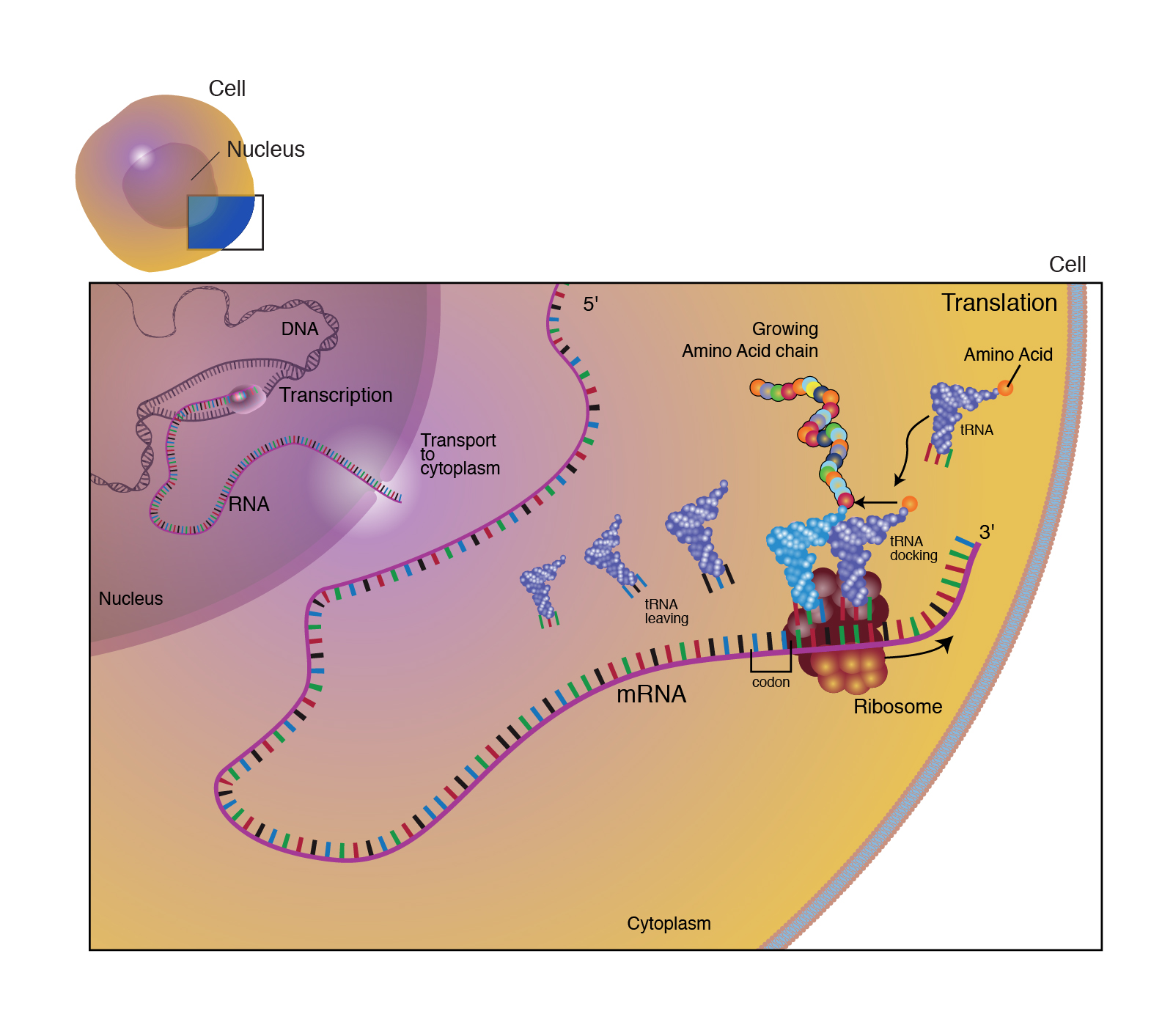 What Is The Purpose Of Translation In Genetics