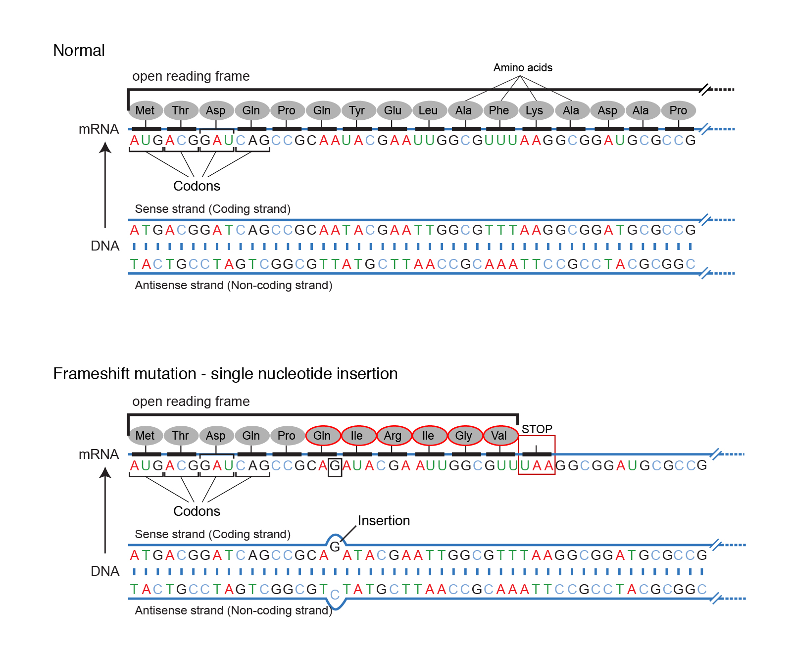 which-mutagens-cause-frameshift-mutations-webframes