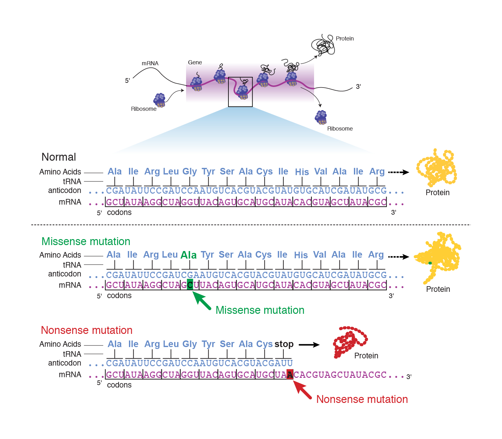 major-types-of-mutations-biology-for-non-majors-i