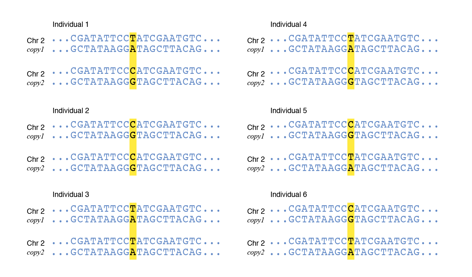 What Is A Polymorphic Genetic Markers