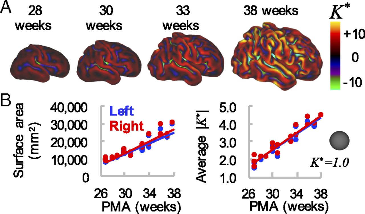 Cortical growth